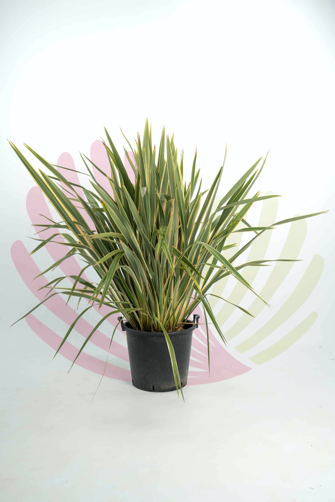  Phormium tenax Variegata 140/160