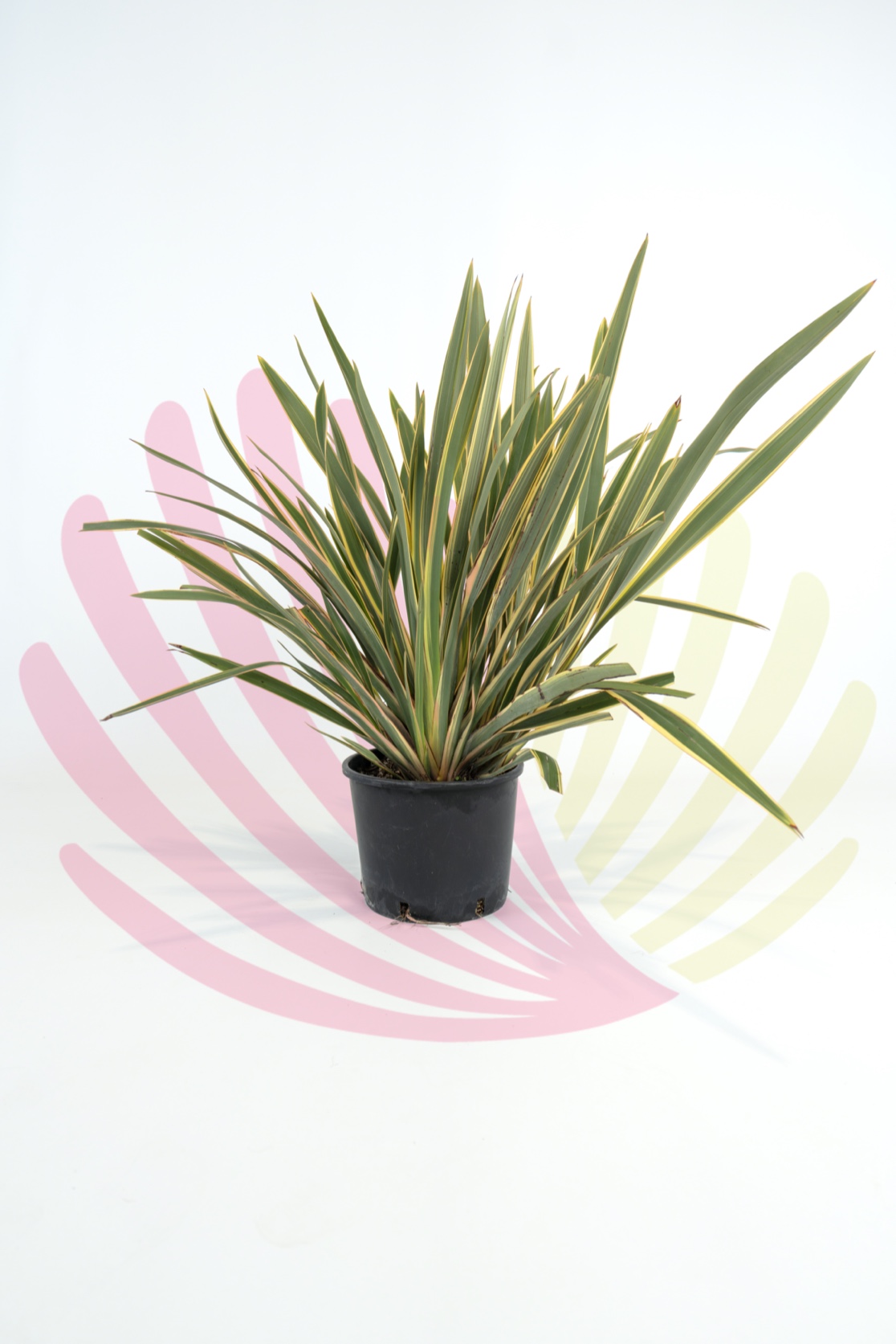 Phormium tenax Variegata
