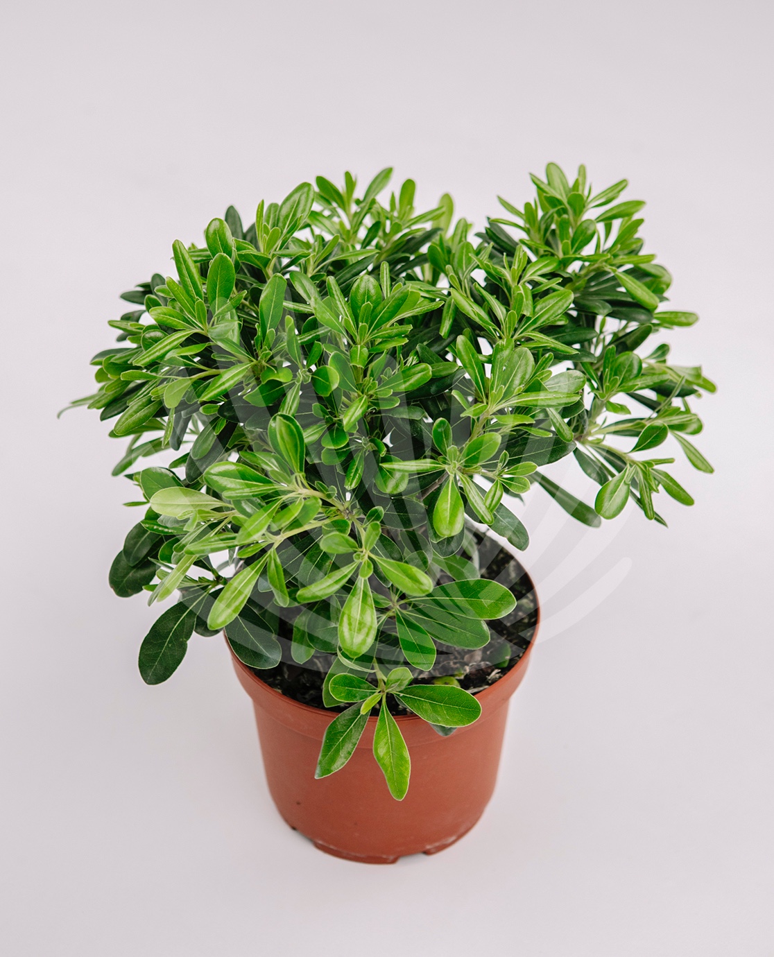 Pittosporum tobira Nana Lt.2,5