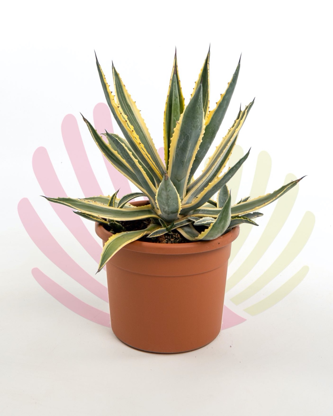 Agave americana Marginata