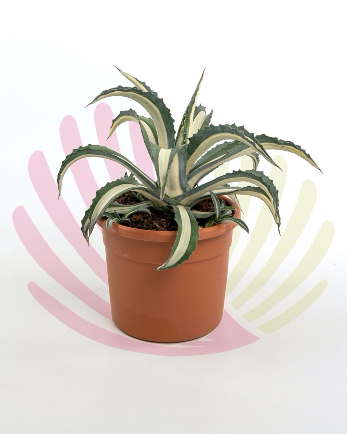 Agave americana Mediopicta Alba