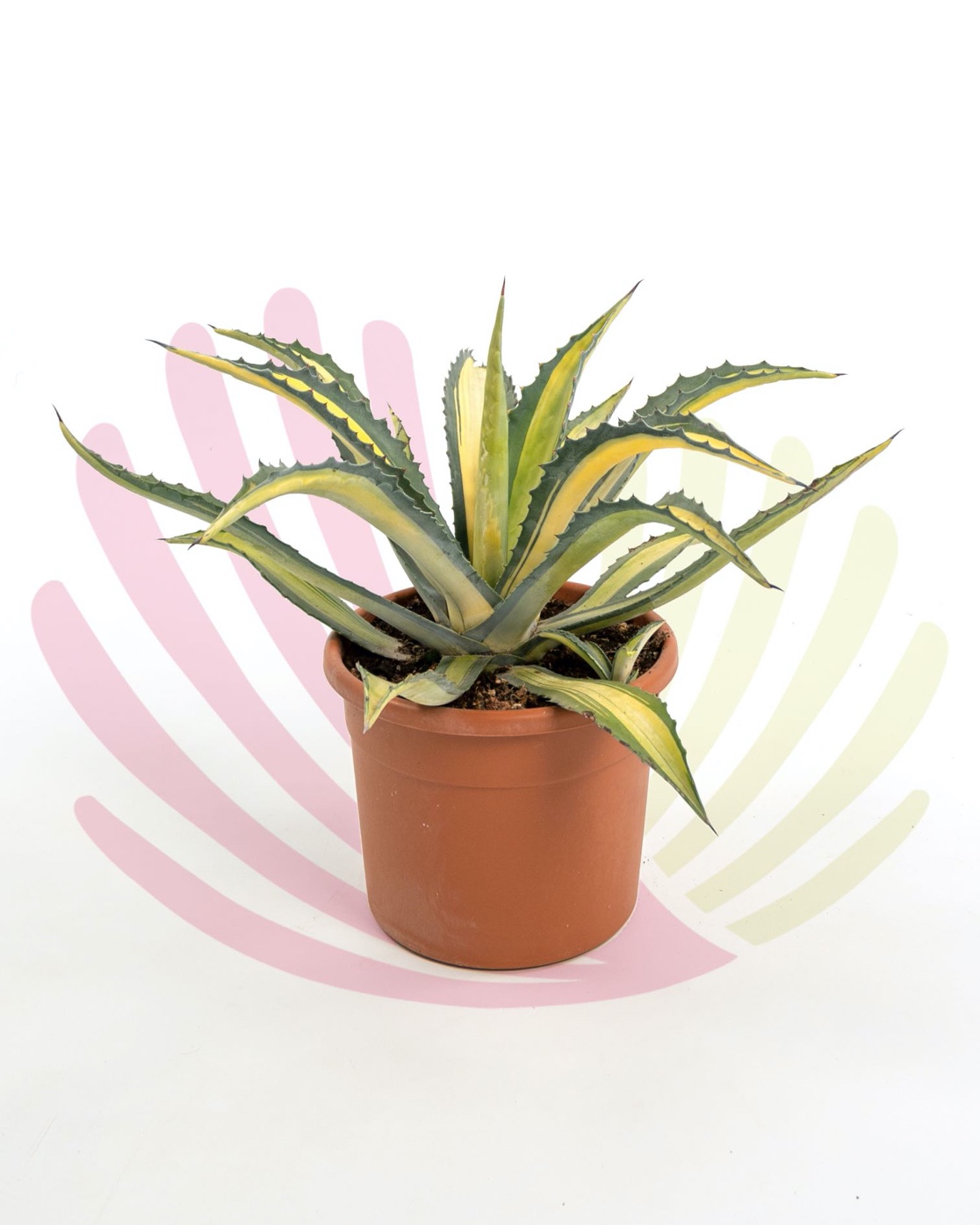 Agave americana Mediopicta Aurea