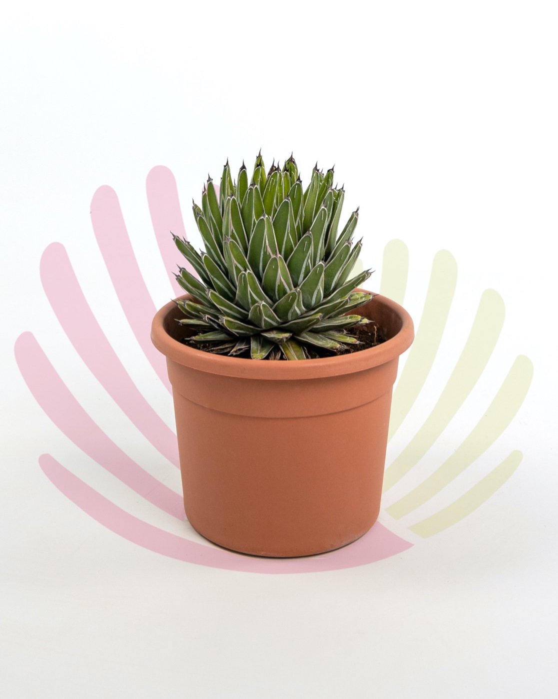 Agave victoriae-reginae