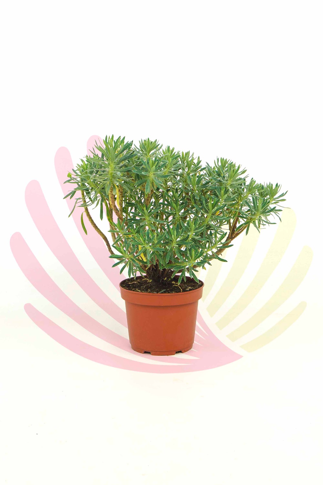 Euphorbia characias v2,5