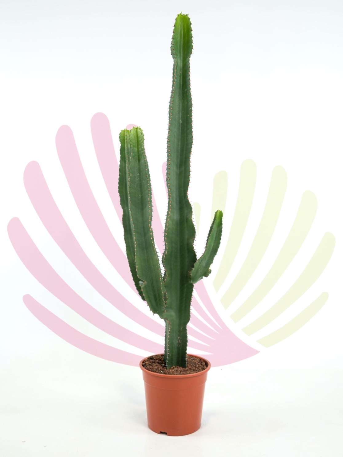 Euphorbia erytrea