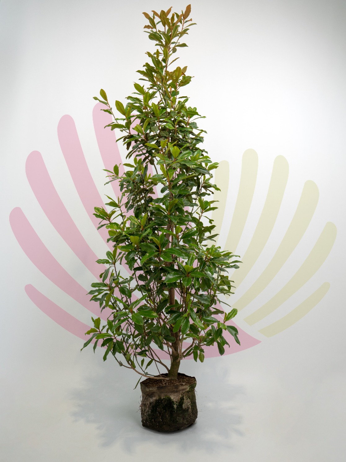 Magnolia Grandiflora 200/250