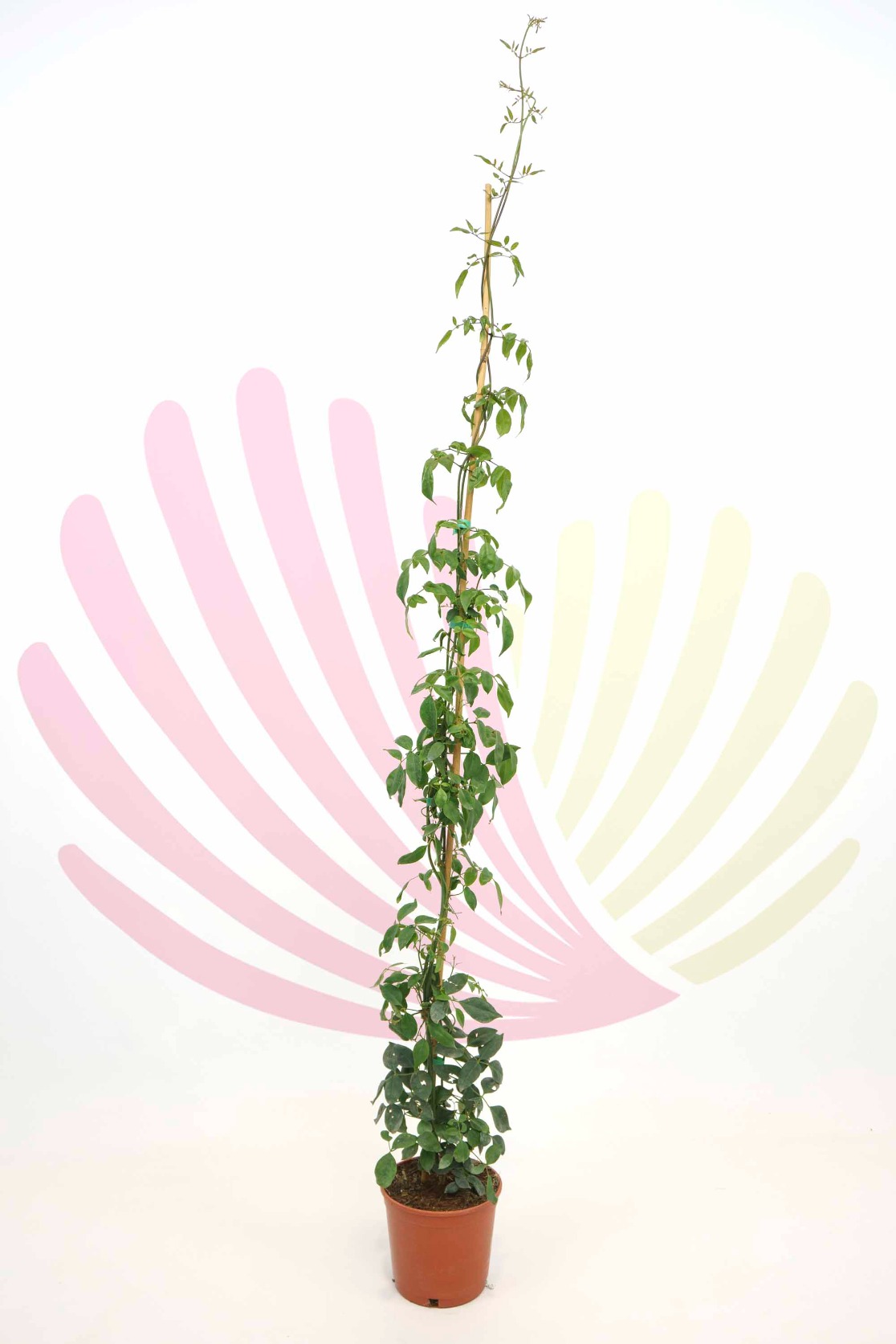 Pandorea jasminoides v2,5